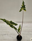 Alocasia sarian variegata