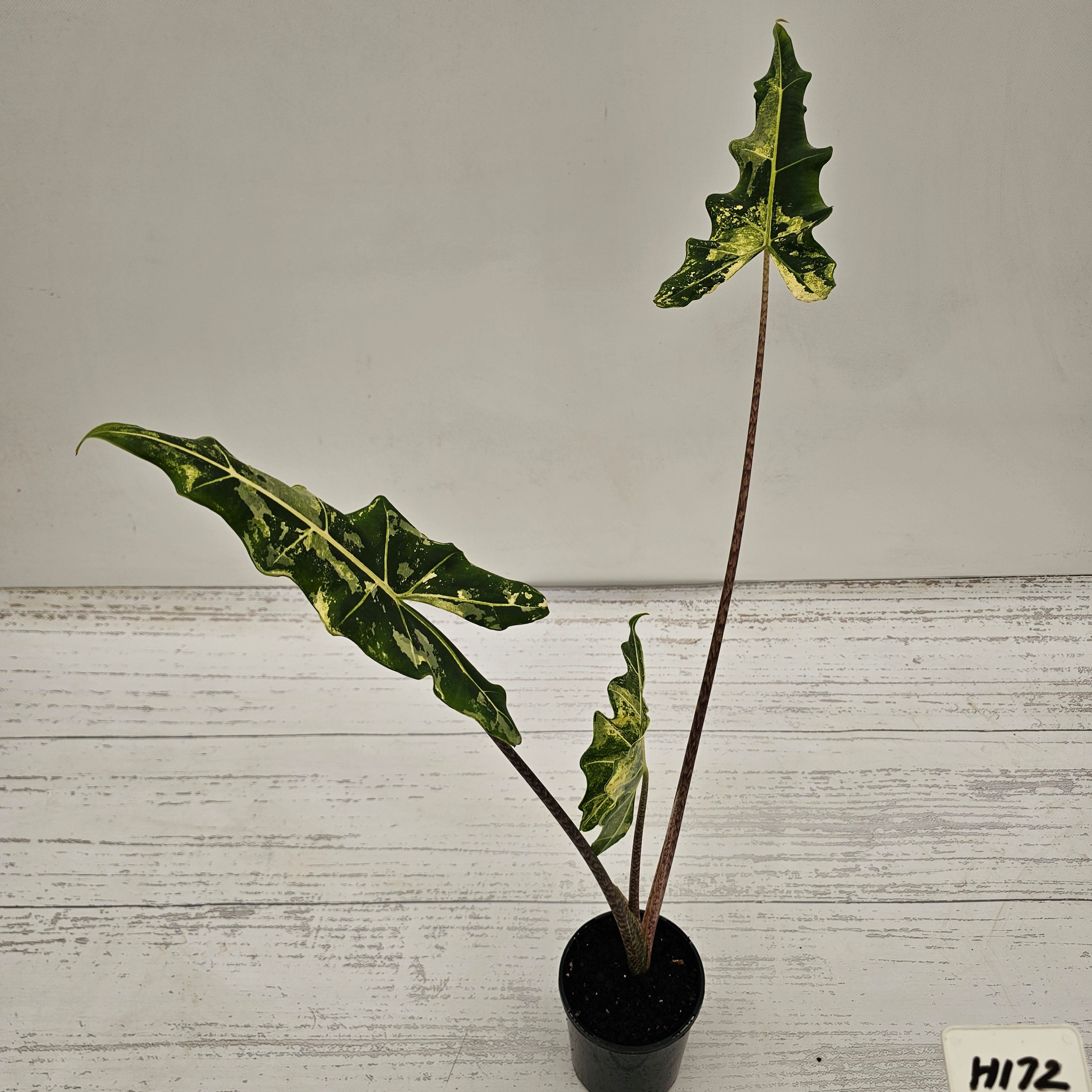 Alocasia sarian variegata