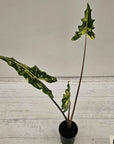 Alocasia sarian variegata