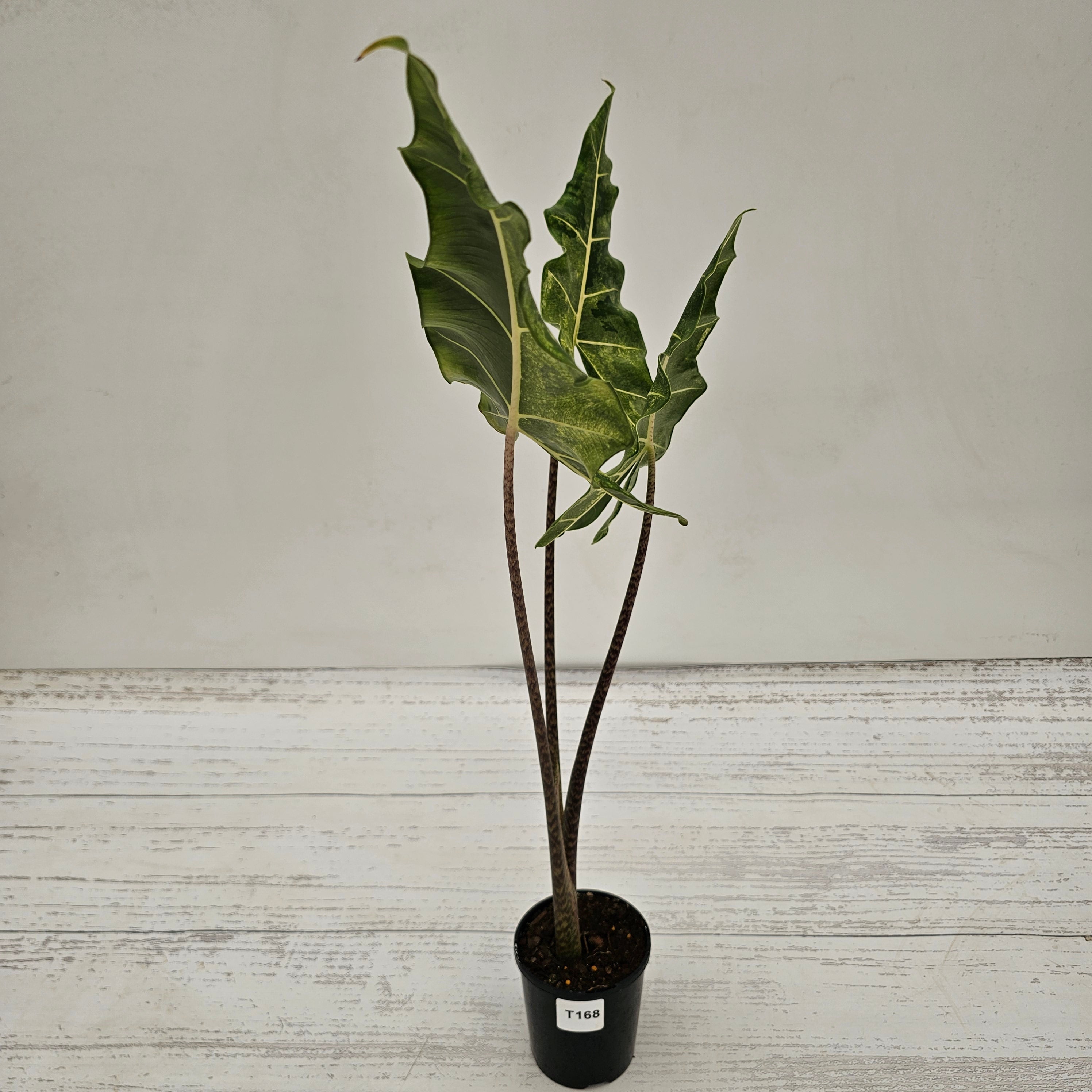Alocasia sarian variegata