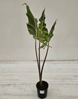 Alocasia sarian variegata