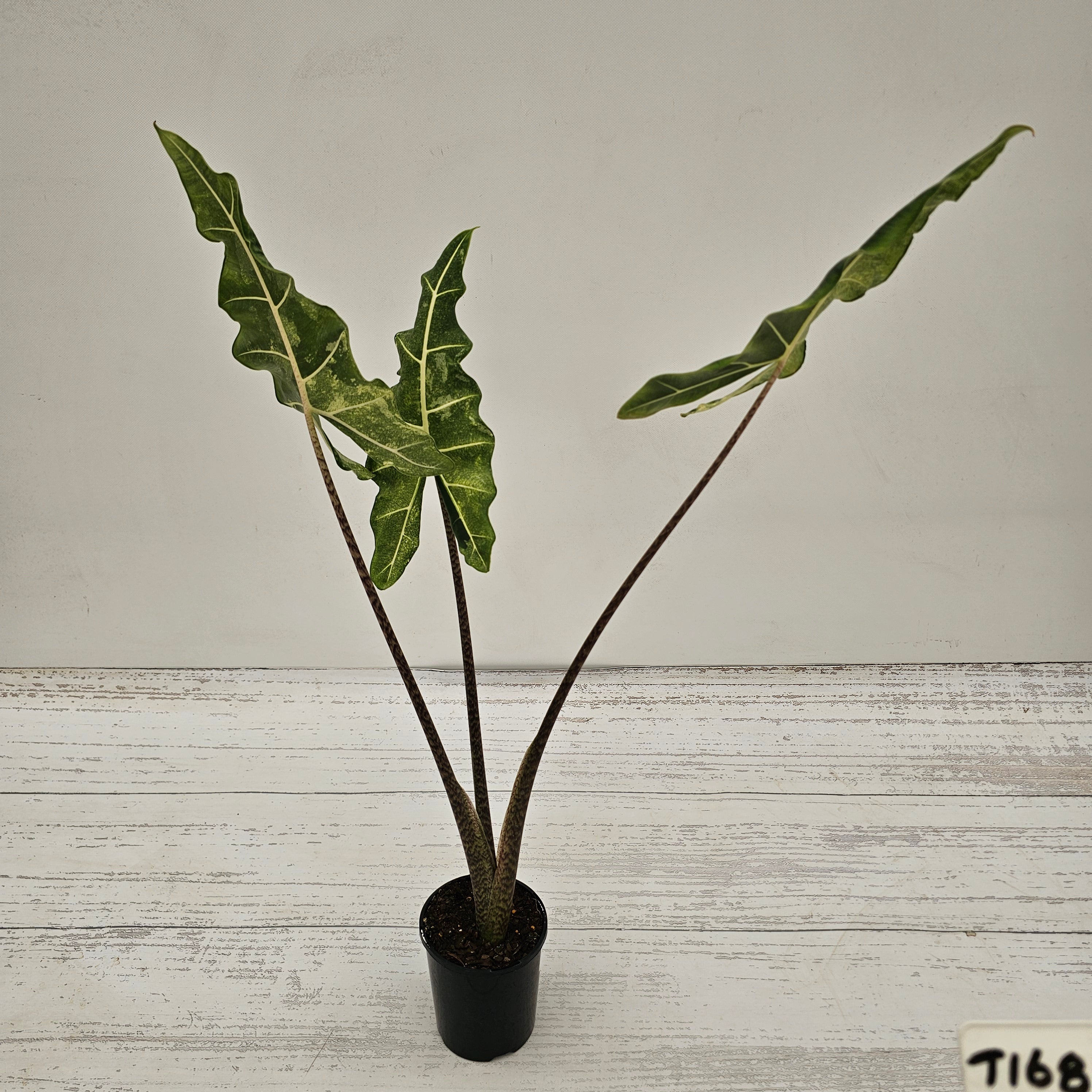Alocasia sarian variegata