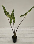 Alocasia sarian variegata