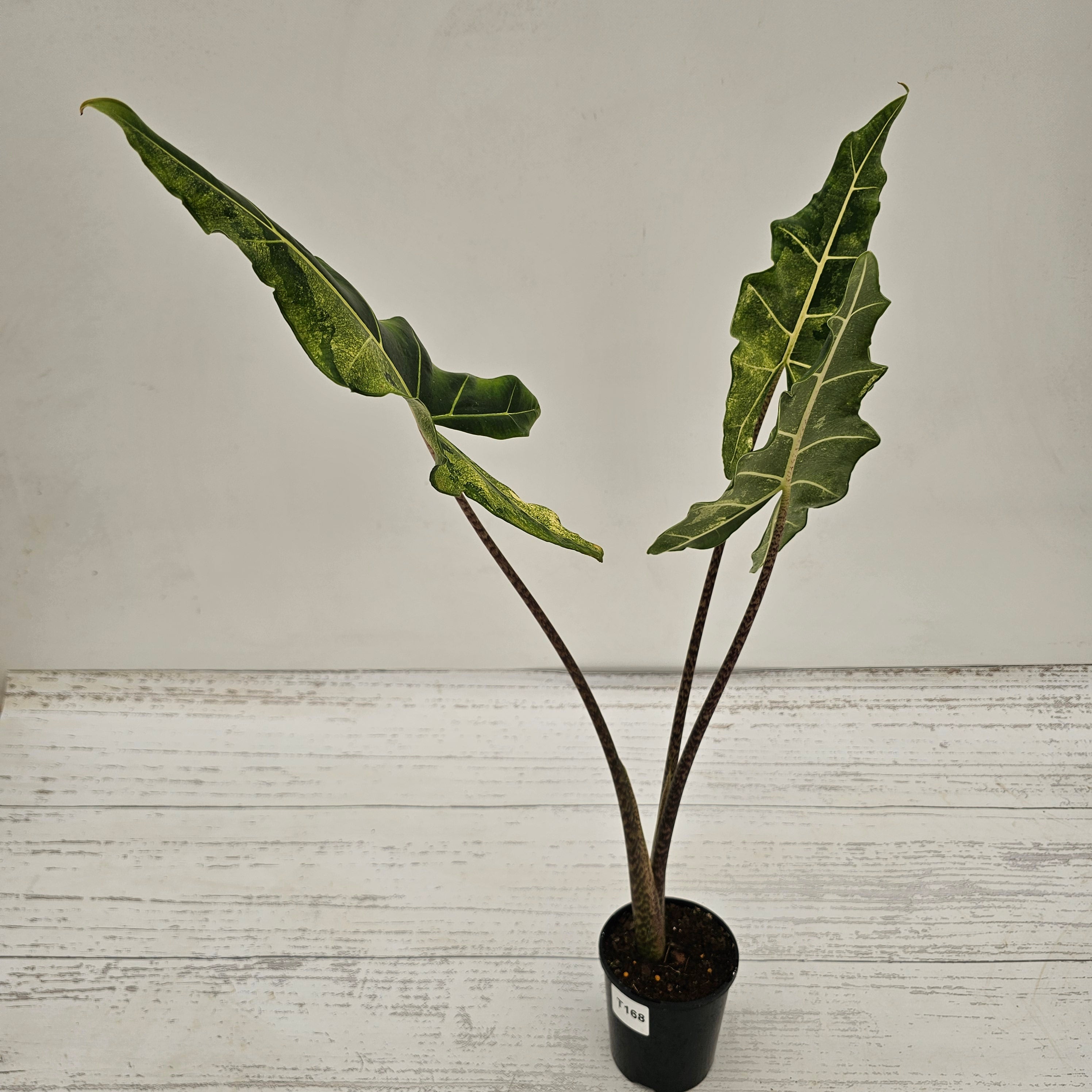 Alocasia sarian variegata