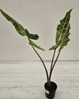 Alocasia sarian variegata