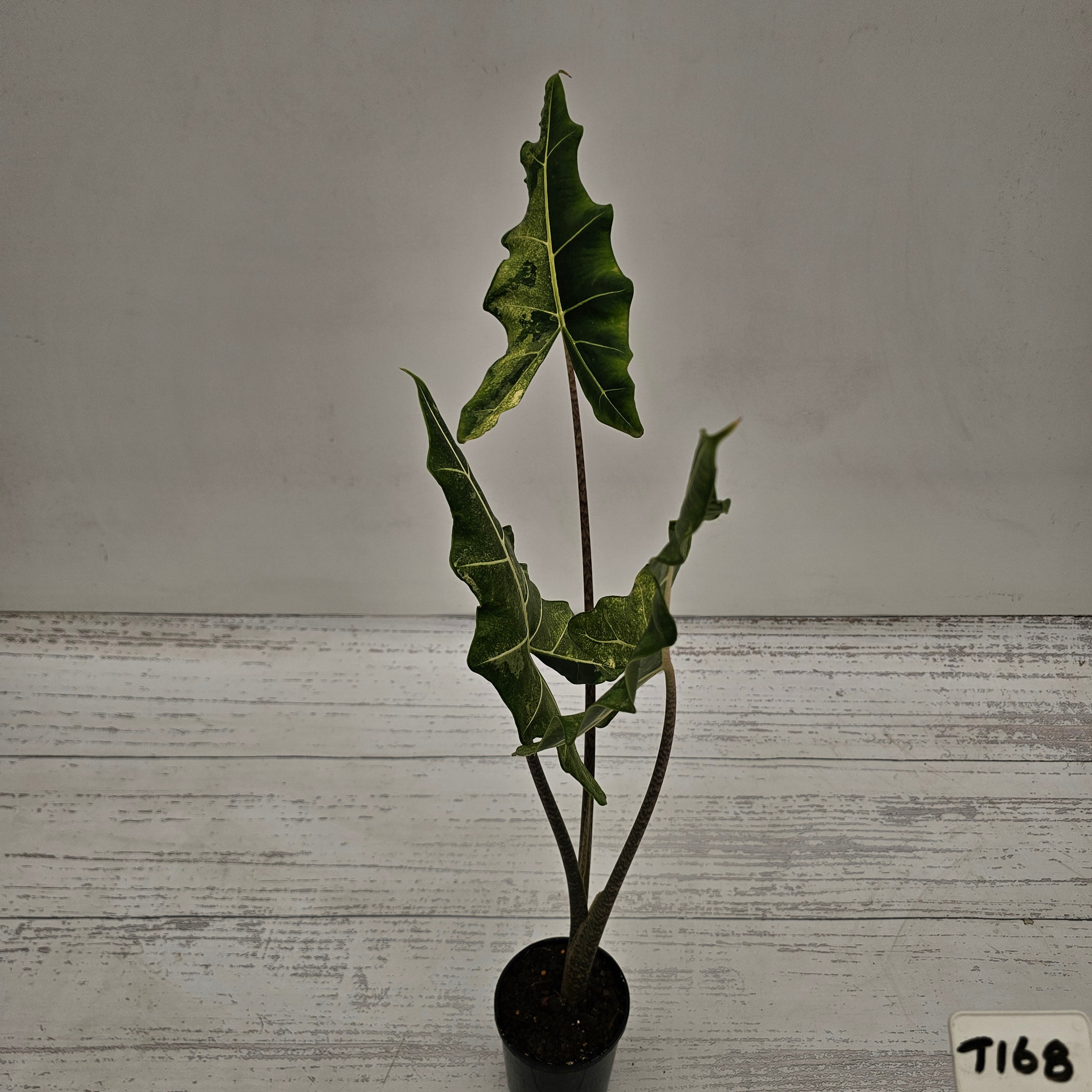 Alocasia sarian variegata