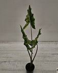 Alocasia sarian variegata