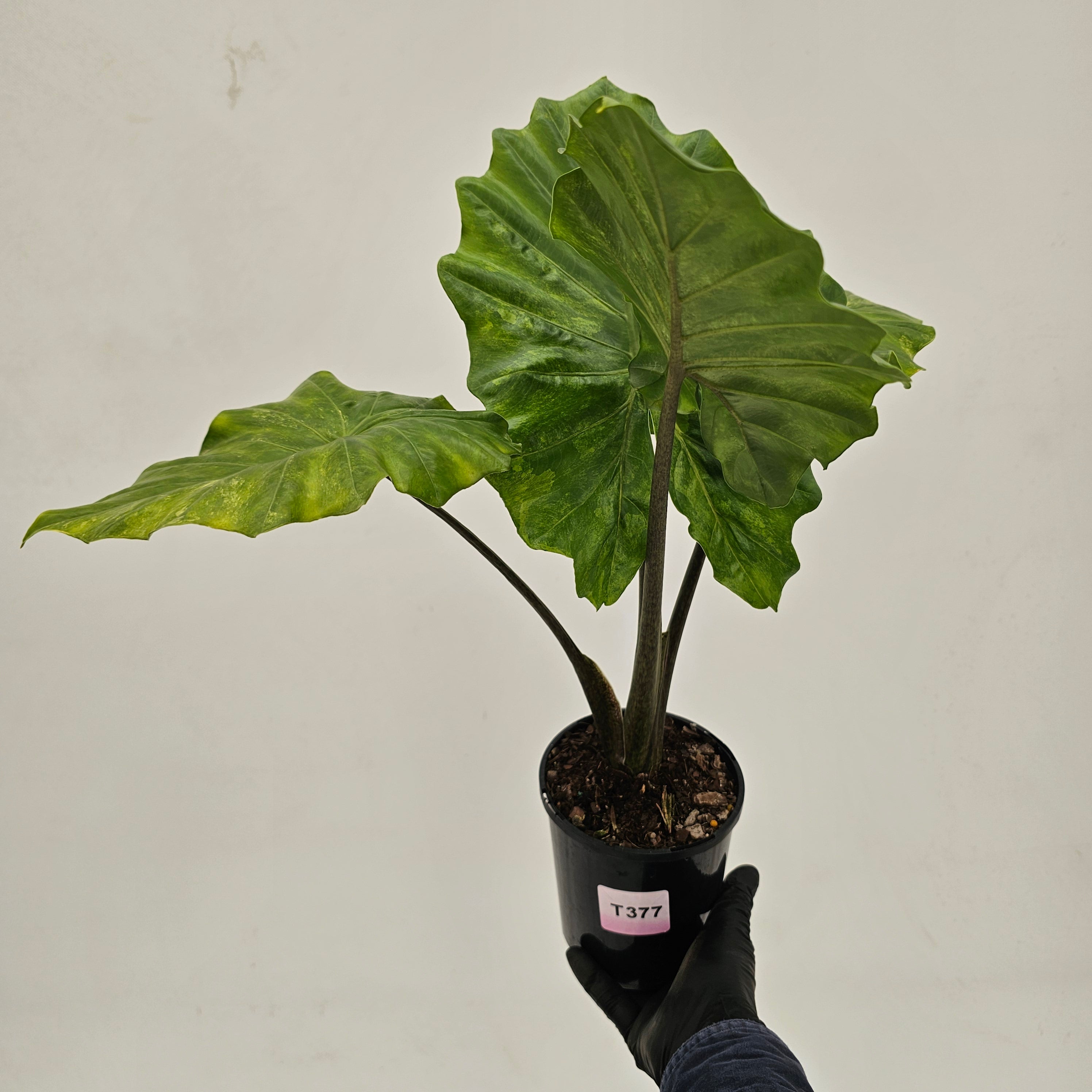 Alocasia Portora Variegata