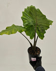 Alocasia Portora Variegata