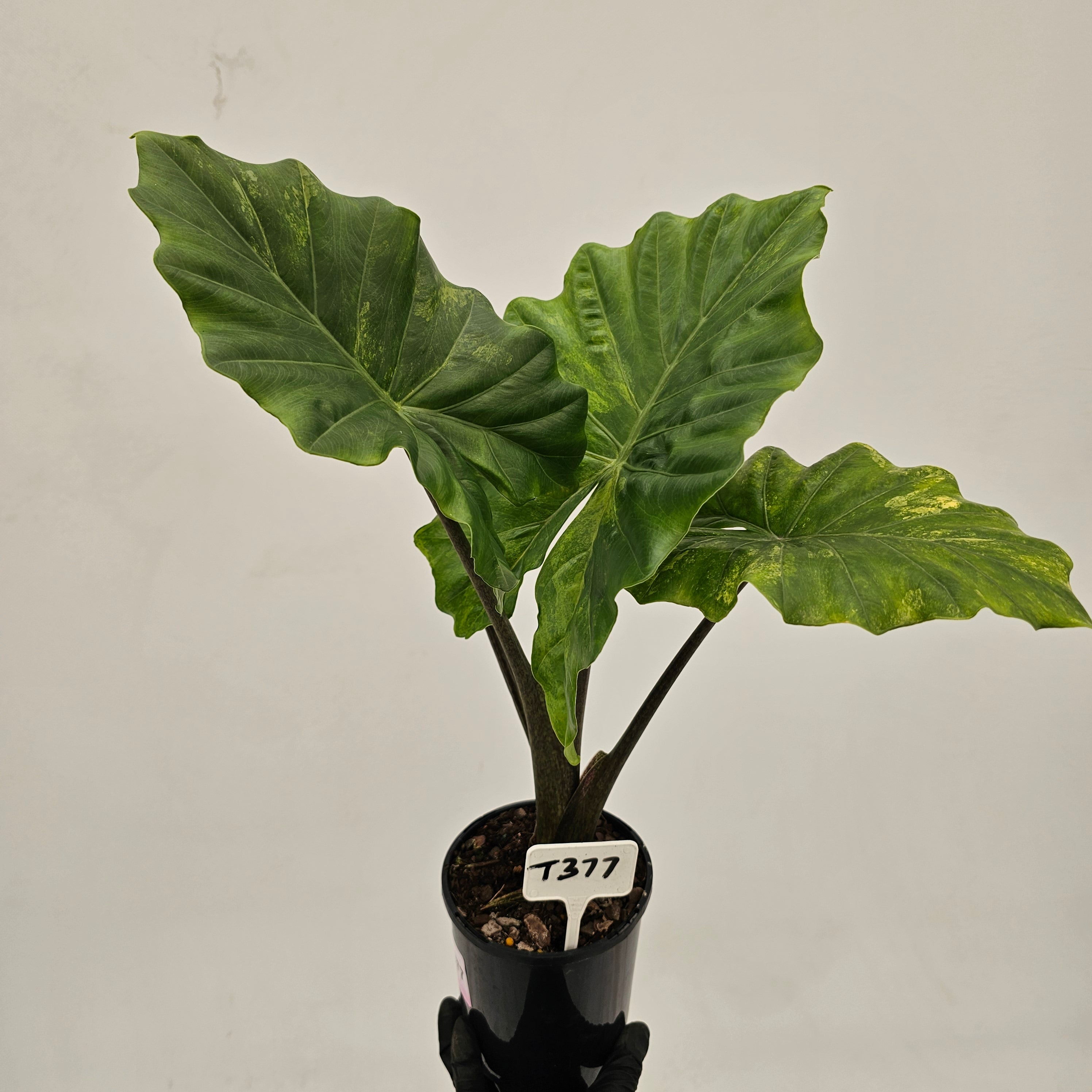 Alocasia Portora Variegata