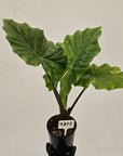 Alocasia Portora Variegata