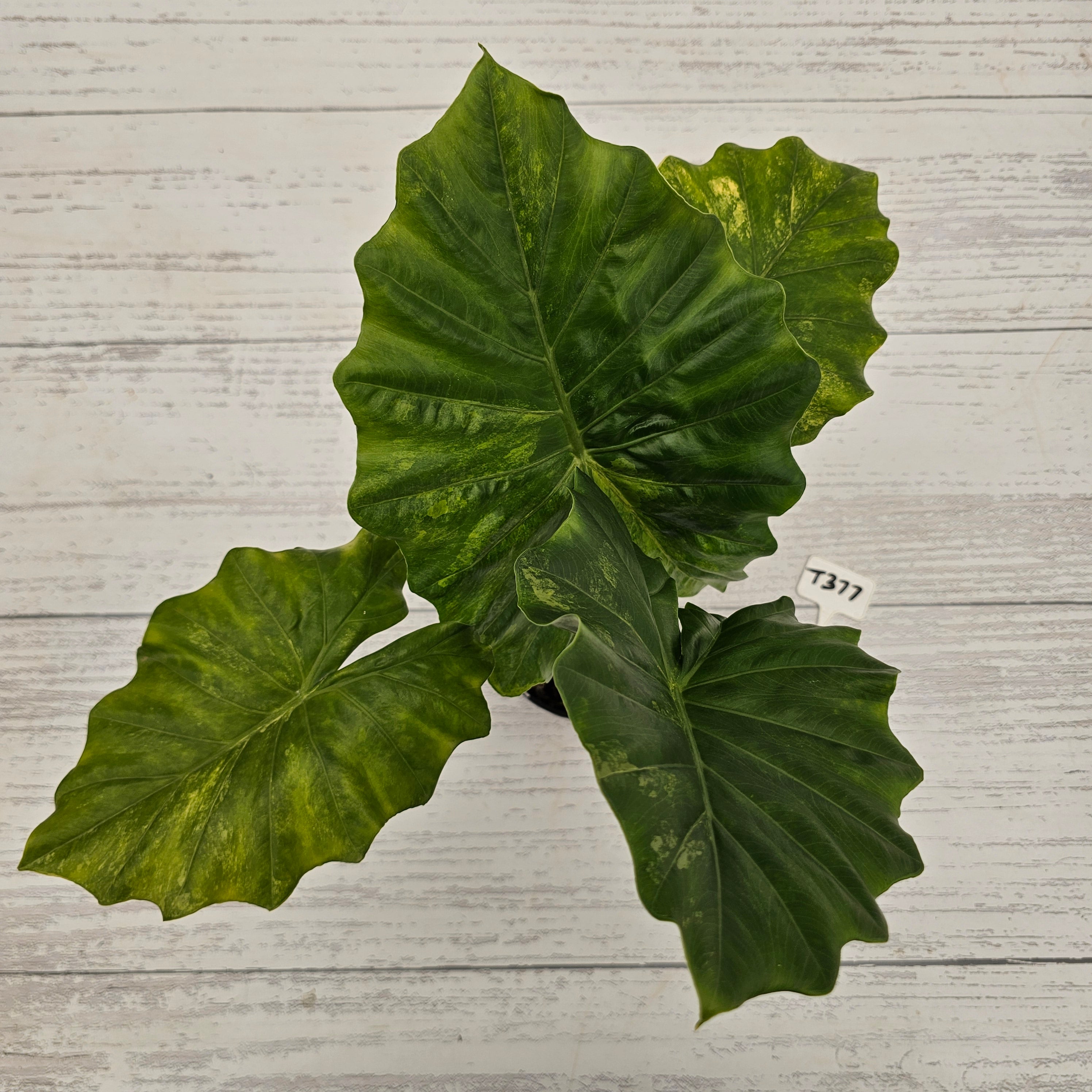 Alocasia Portora Variegata