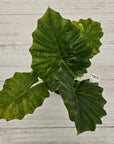 Alocasia Portora Variegata