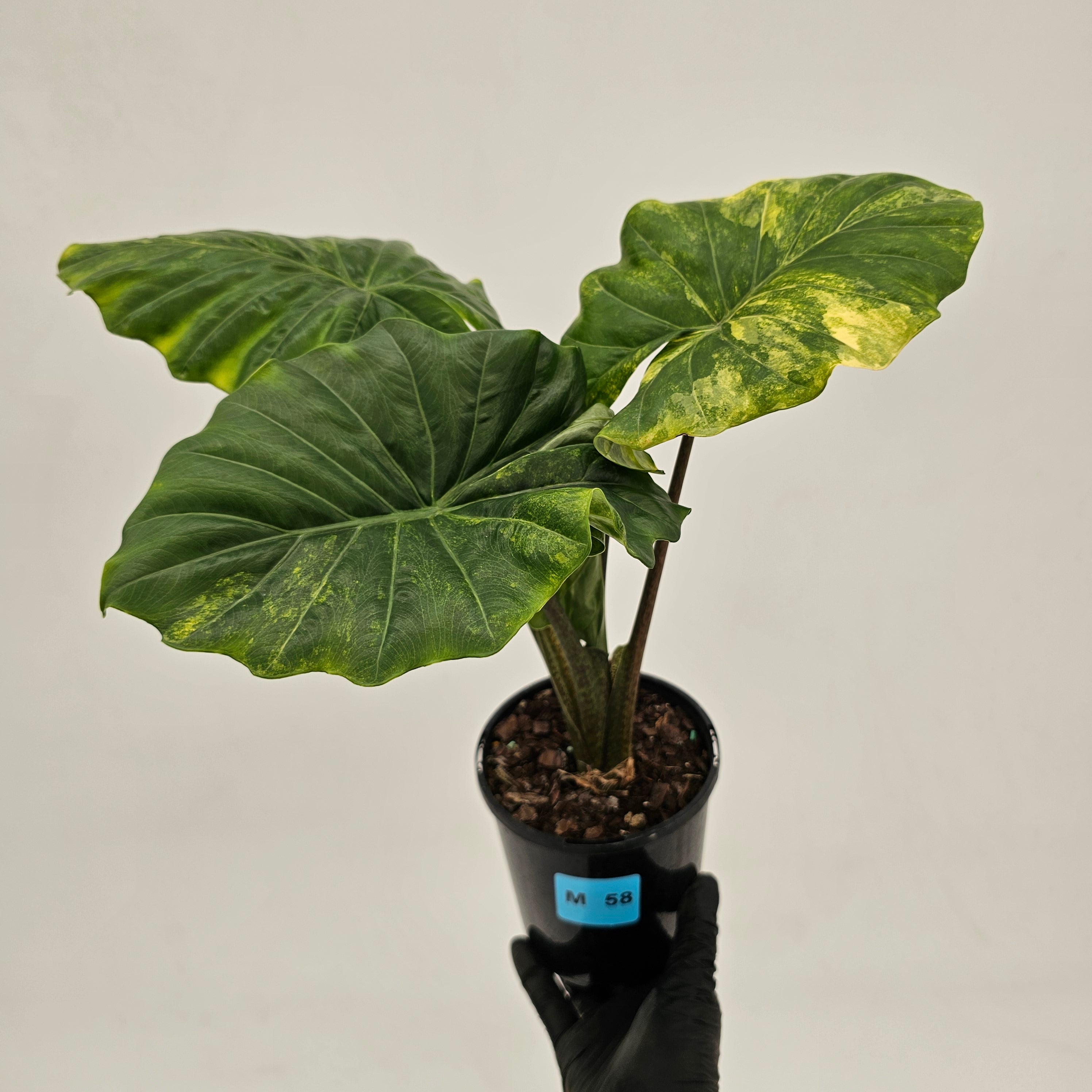 Alocasia Portora Variegata