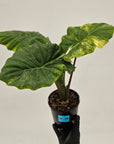 Alocasia Portora Variegata