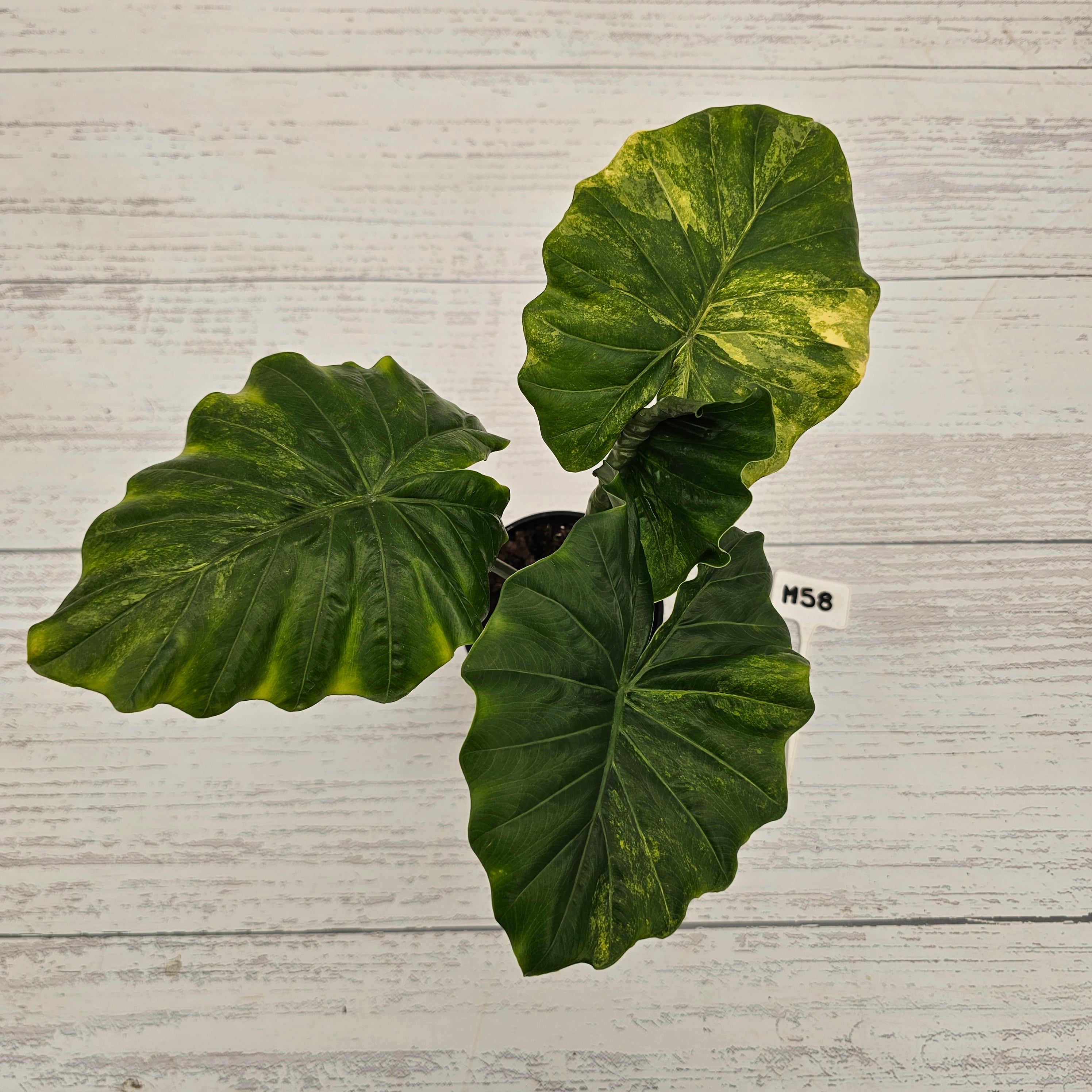 Alocasia Portora Variegata