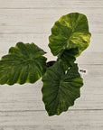 Alocasia Portora Variegata