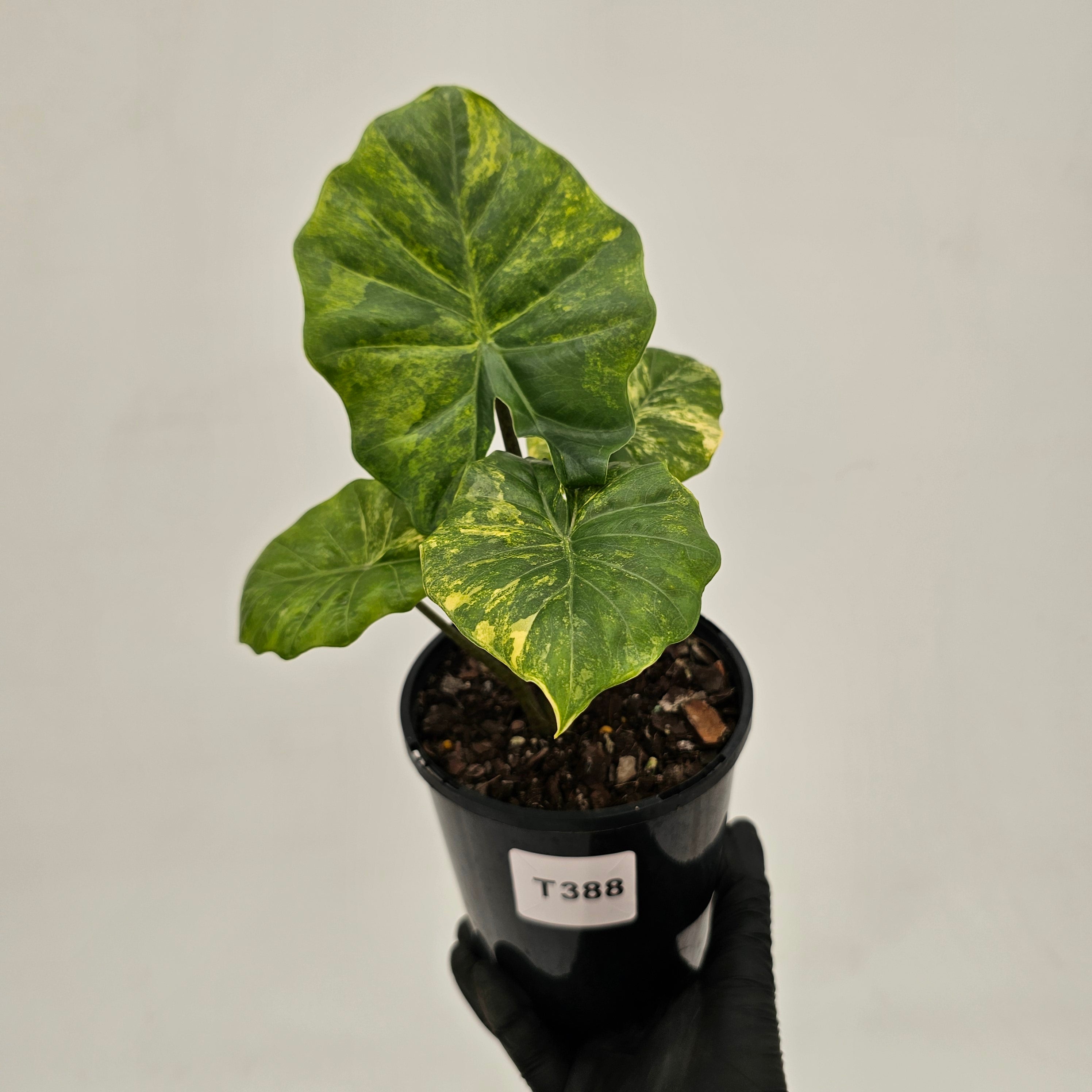 Alocasia Portora Variegata