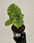 Alocasia Portora Variegata