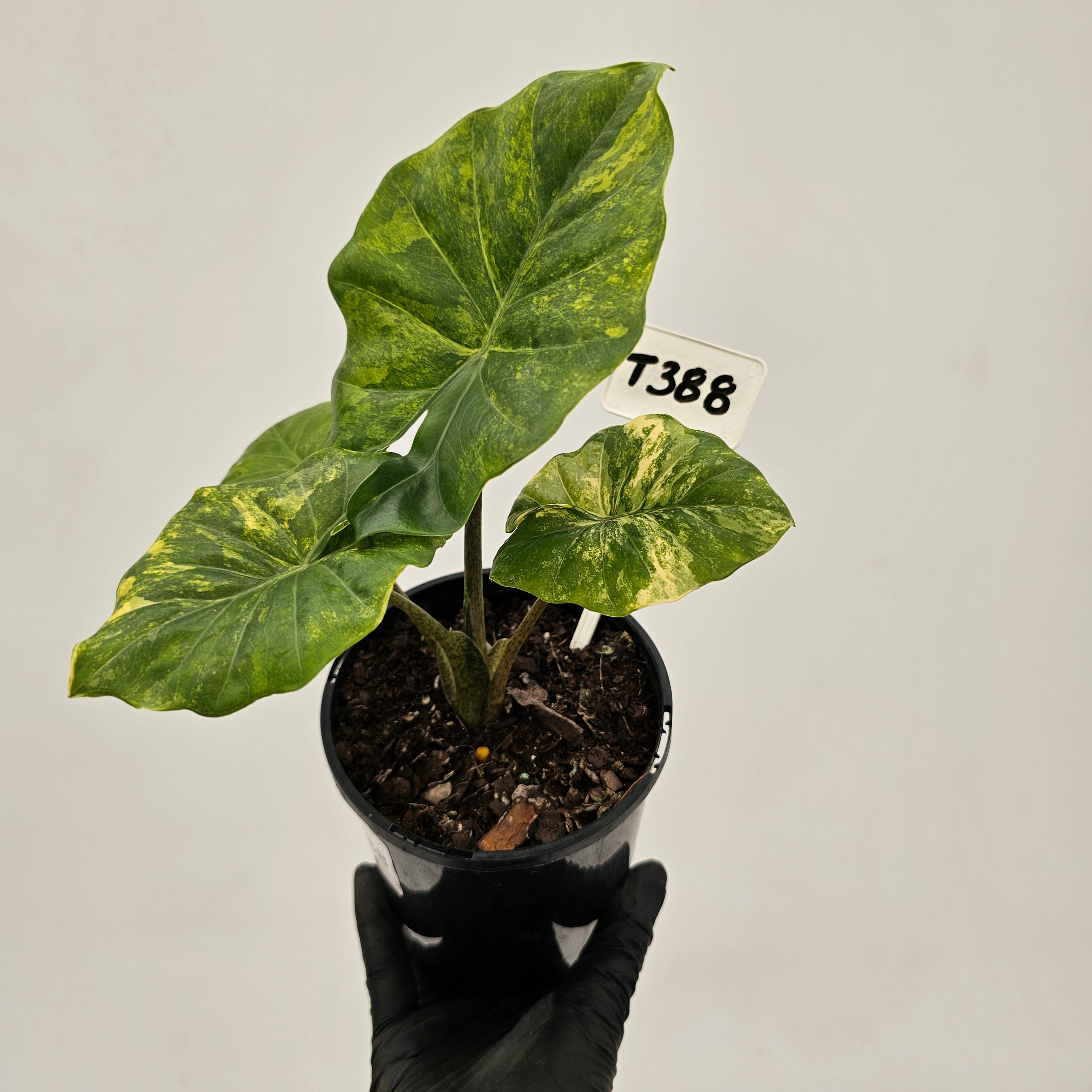 Alocasia Portora Variegata