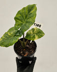Alocasia Portora Variegata