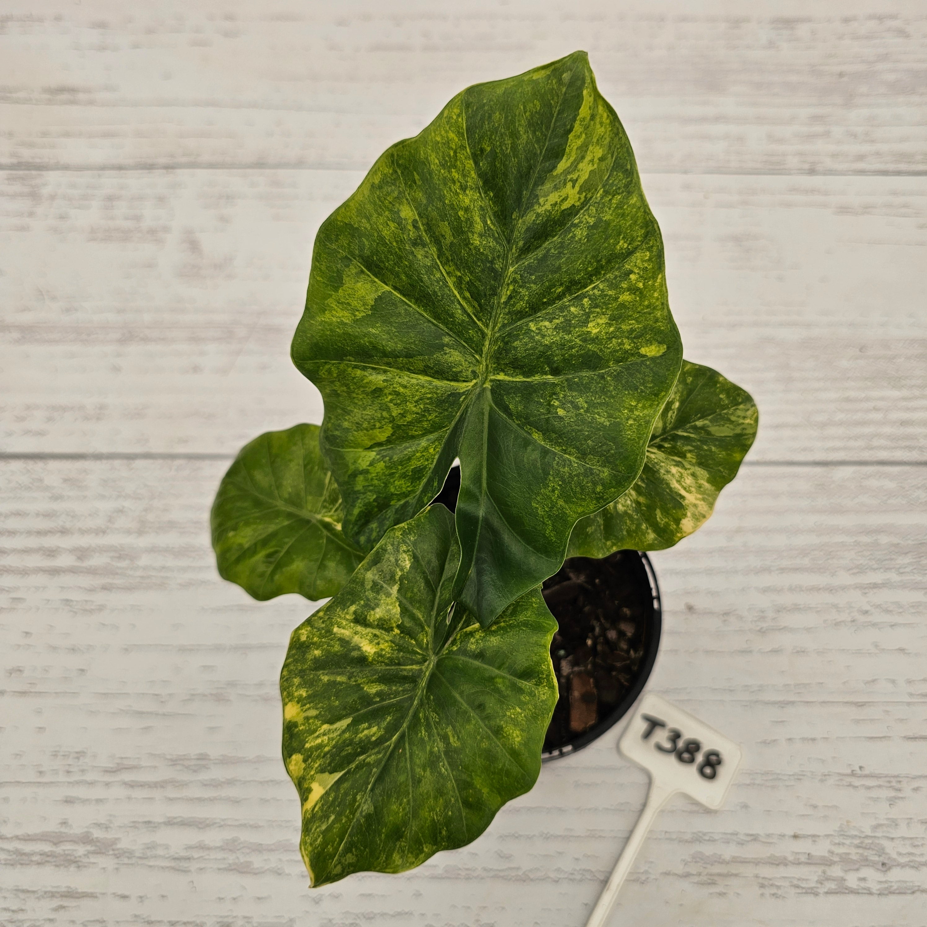 Alocasia Portora Variegata