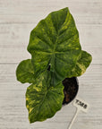 Alocasia Portora Variegata