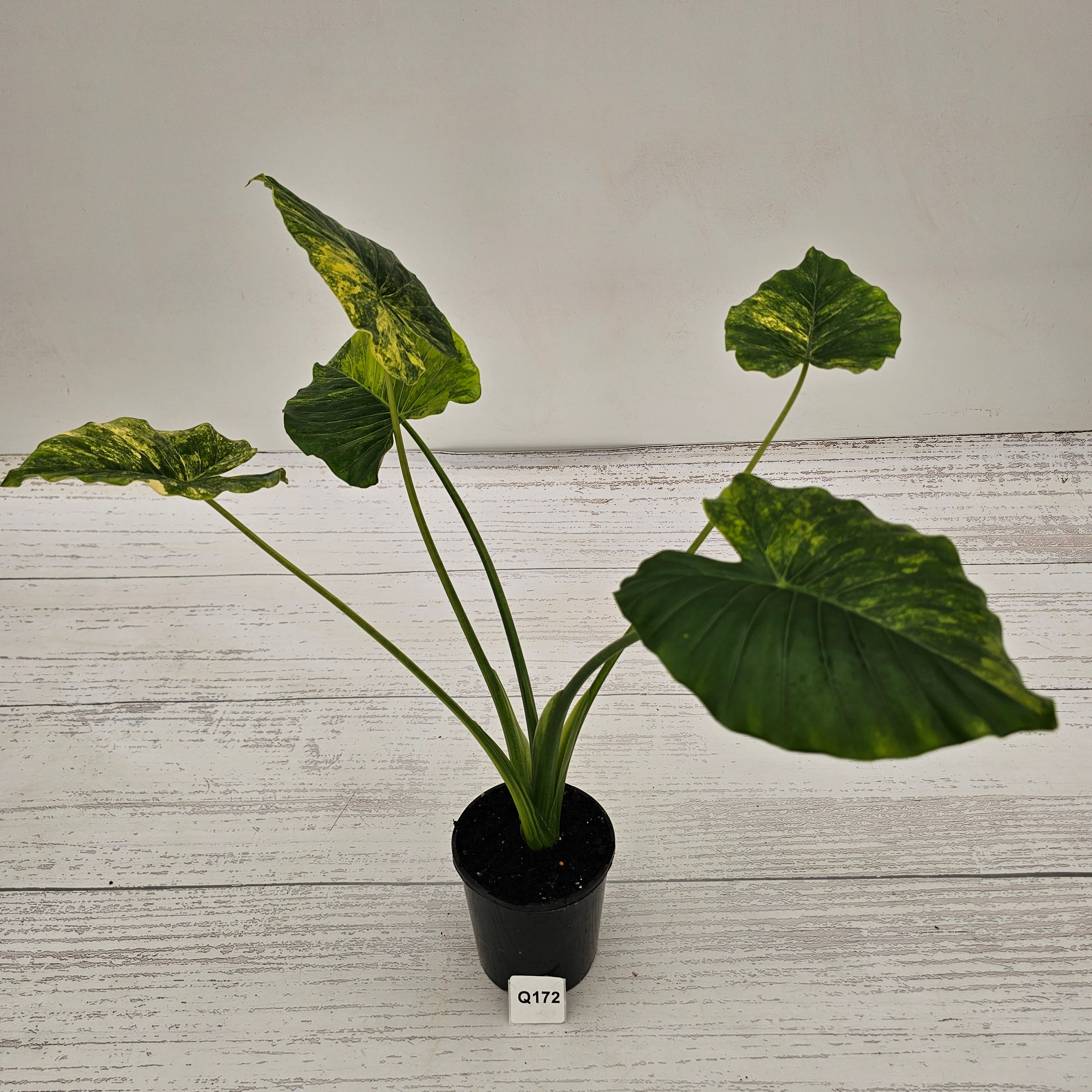 Alocasia Odora 'California Aurea Variegata'