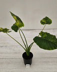 Alocasia Odora 'California Aurea Variegata'