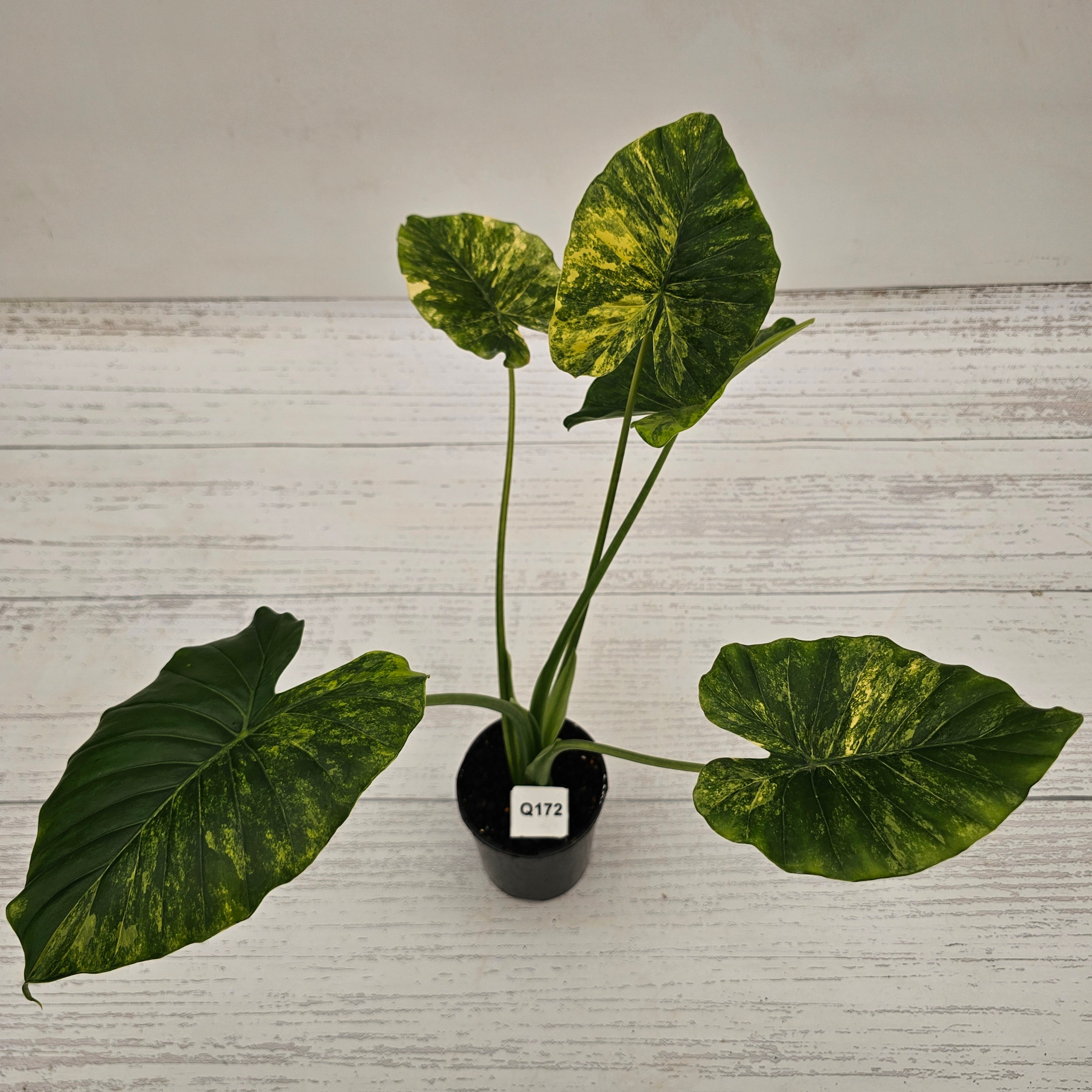 Alocasia Odora 'California Aurea Variegata'