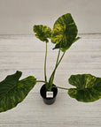 Alocasia Odora 'California Aurea Variegata'