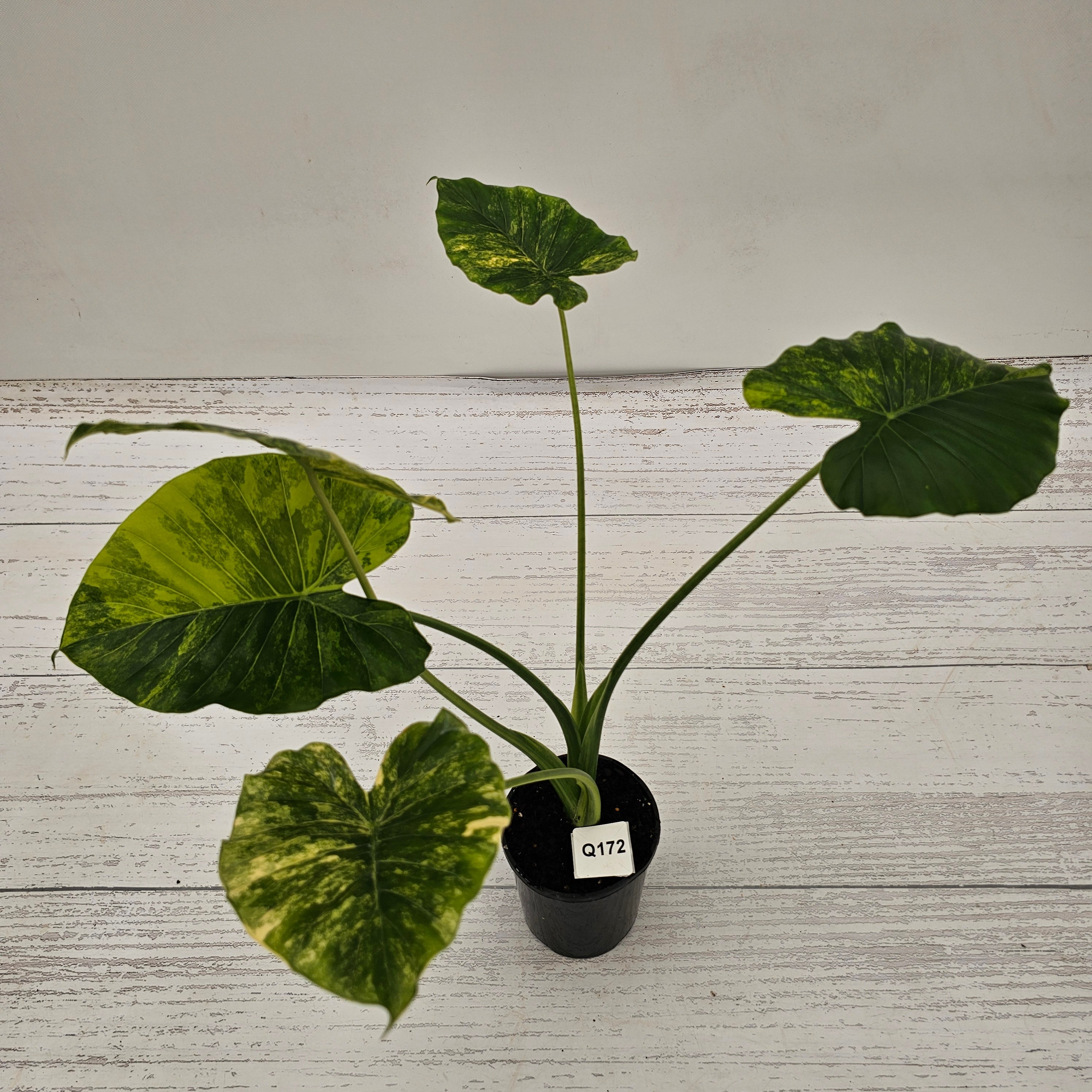 Alocasia Odora 'California Aurea Variegata'