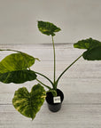 Alocasia Odora 'California Aurea Variegata'