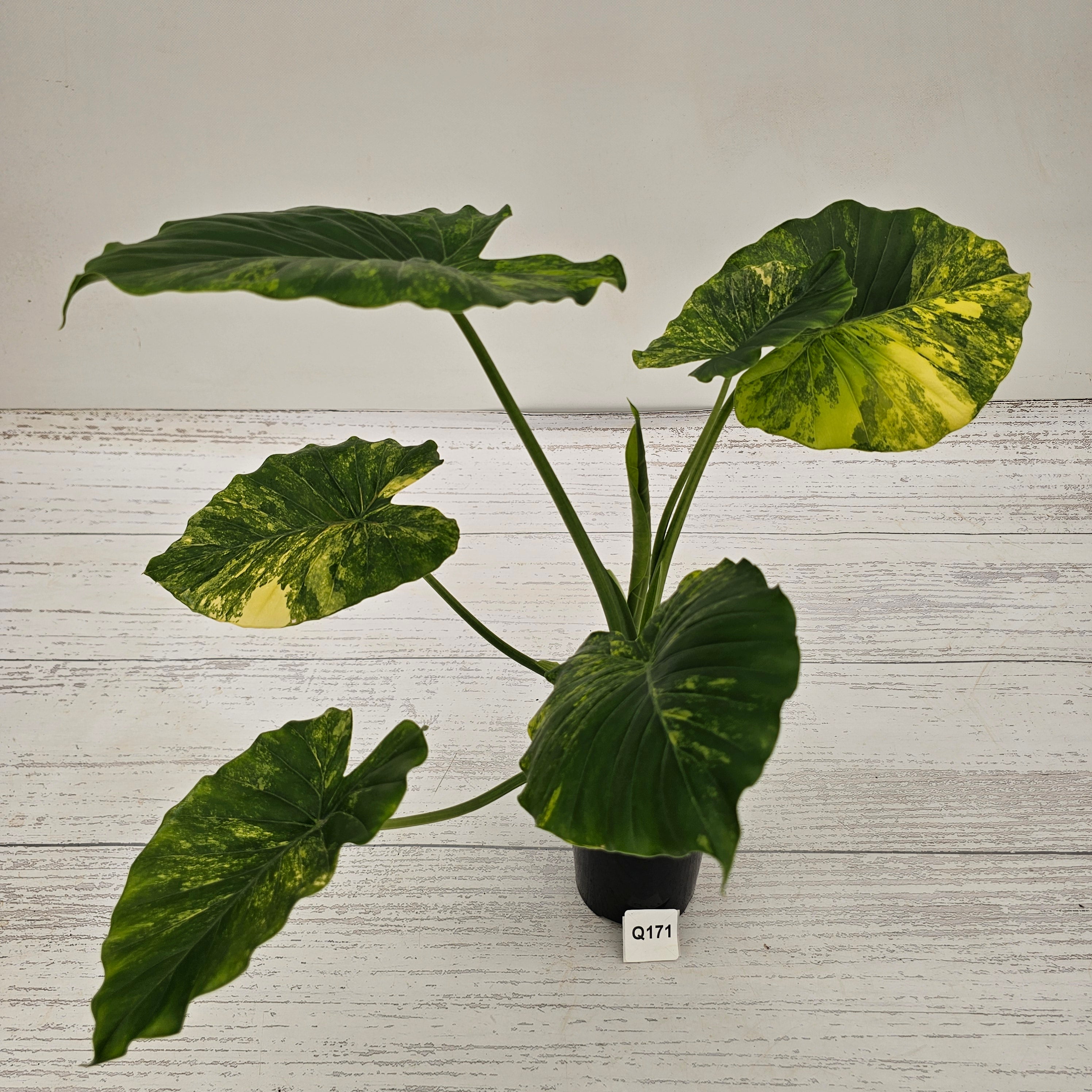 Alocasia Odora 'California Aurea Variegata'