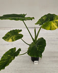 Alocasia Odora 'California Aurea Variegata'