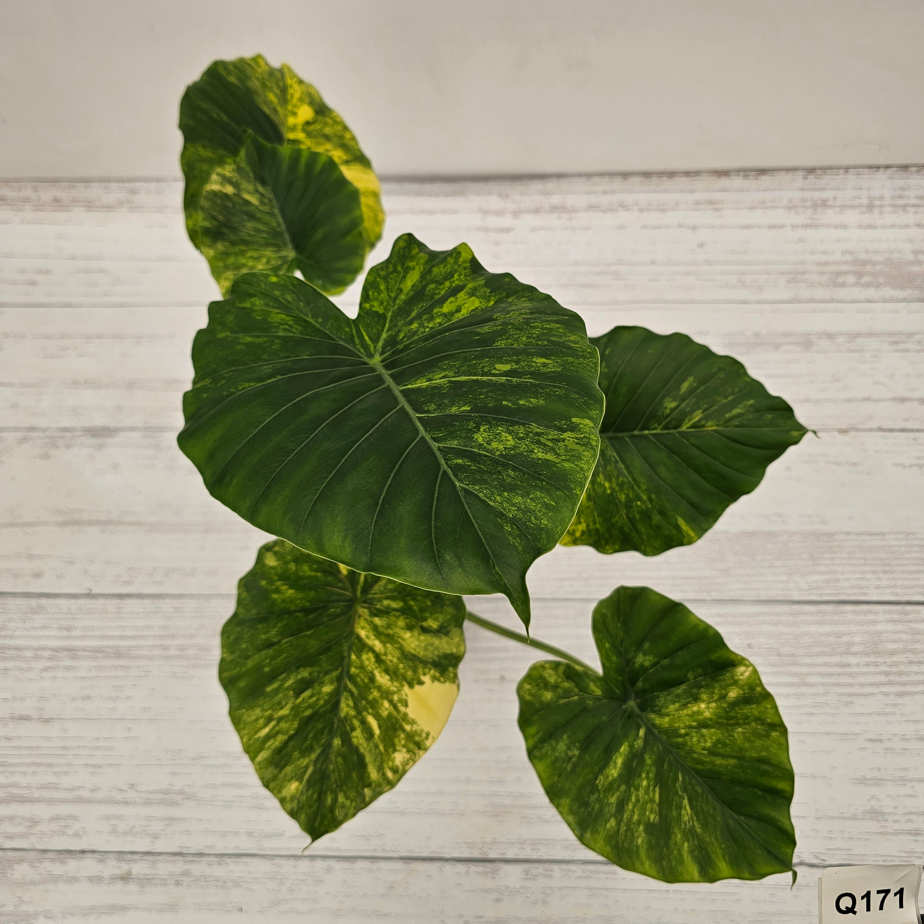 Alocasia Odora 'California Aurea Variegata'