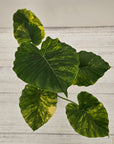 Alocasia Odora 'California Aurea Variegata'