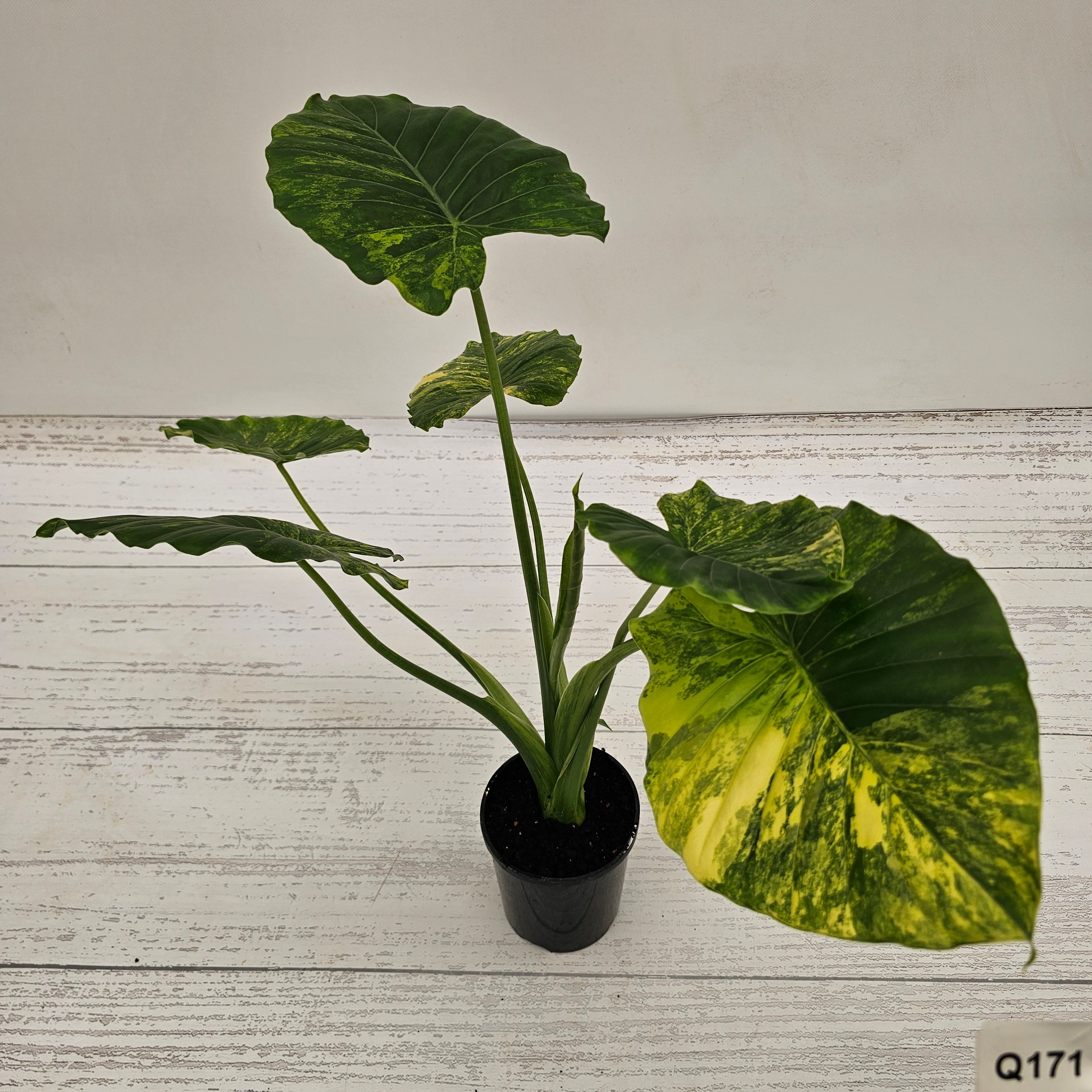Alocasia Odora 'California Aurea Variegata'