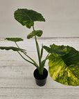 Alocasia Odora 'California Aurea Variegata'