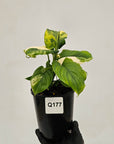 Homalomena rubescens Variegata