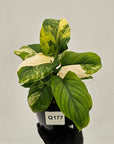 Homalomena rubescens Variegata