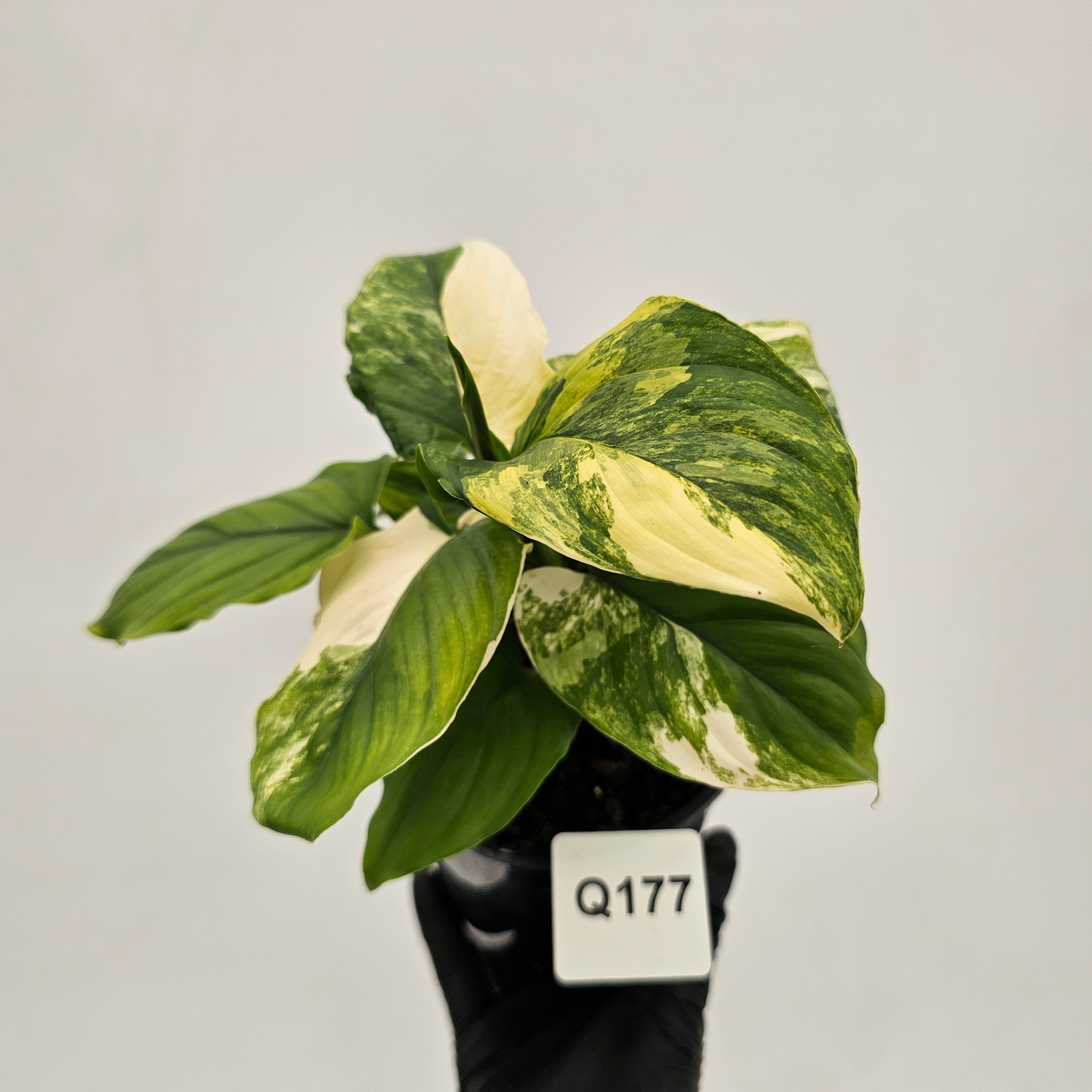 Homalomena rubescens Variegata
