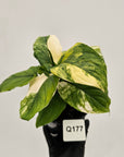 Homalomena rubescens Variegata