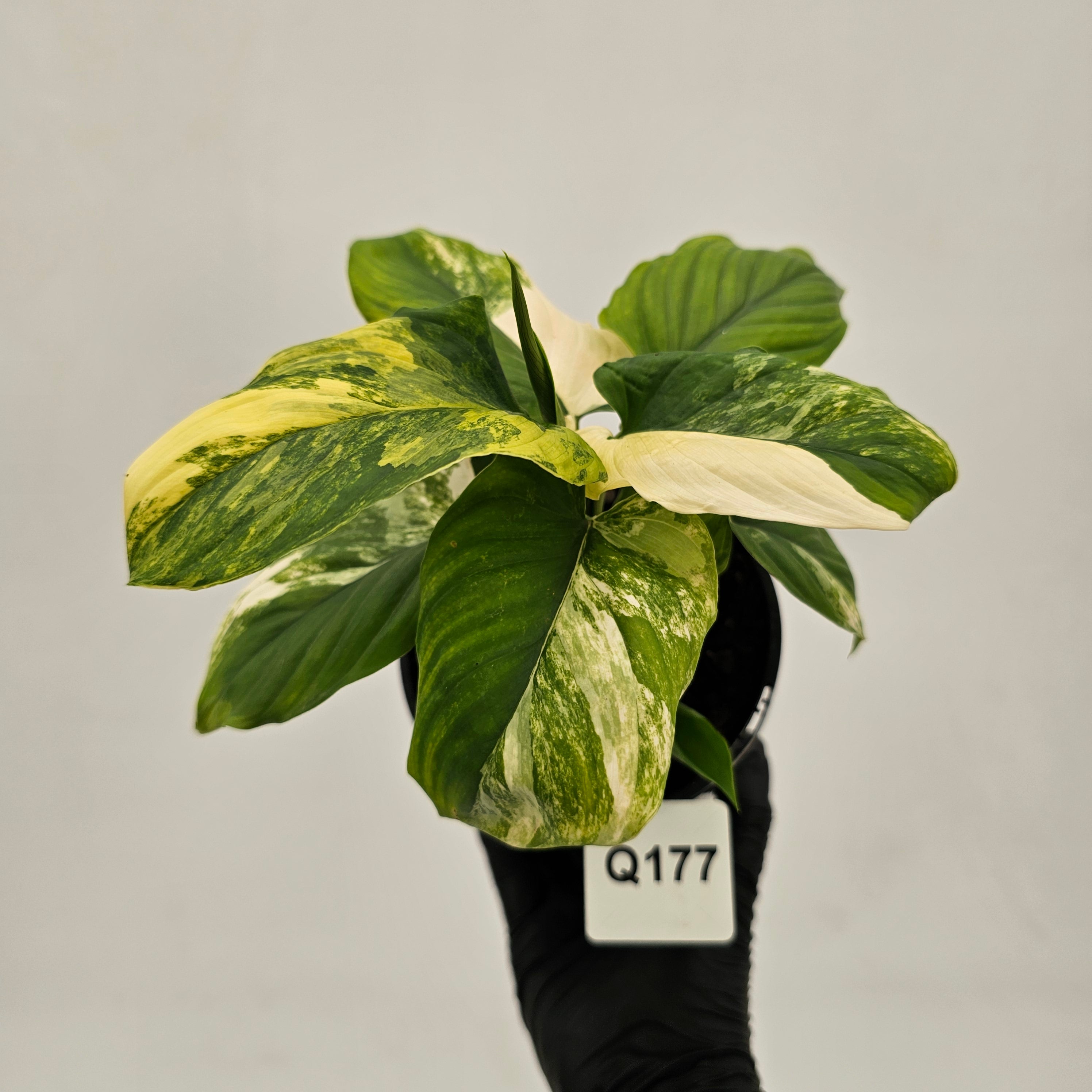Homalomena rubescens Variegata