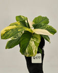 Homalomena rubescens Variegata