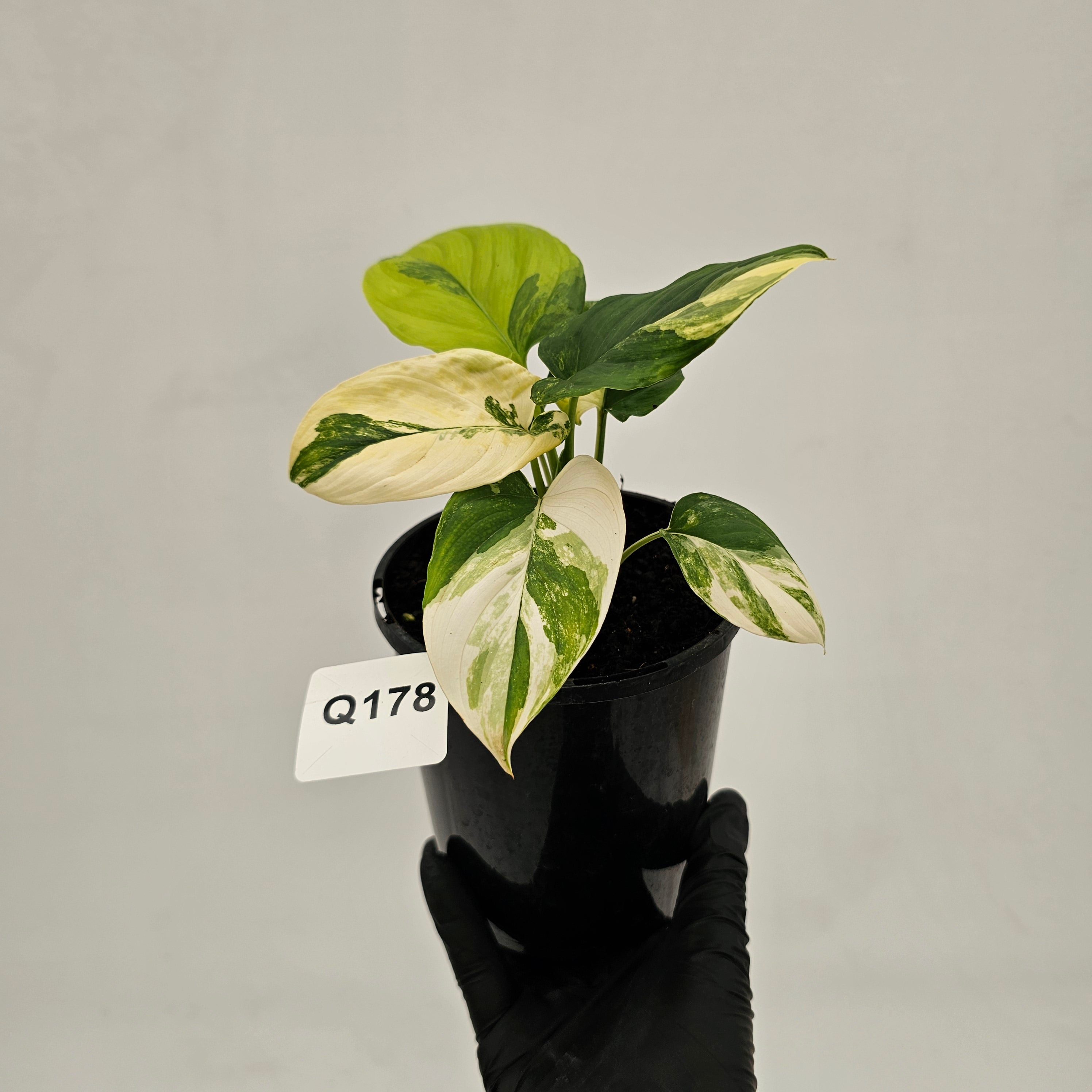 Homalomena rubescens Variegata - Bare Bottom Baby