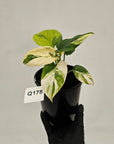 Homalomena rubescens Variegata - Bare Bottom Baby