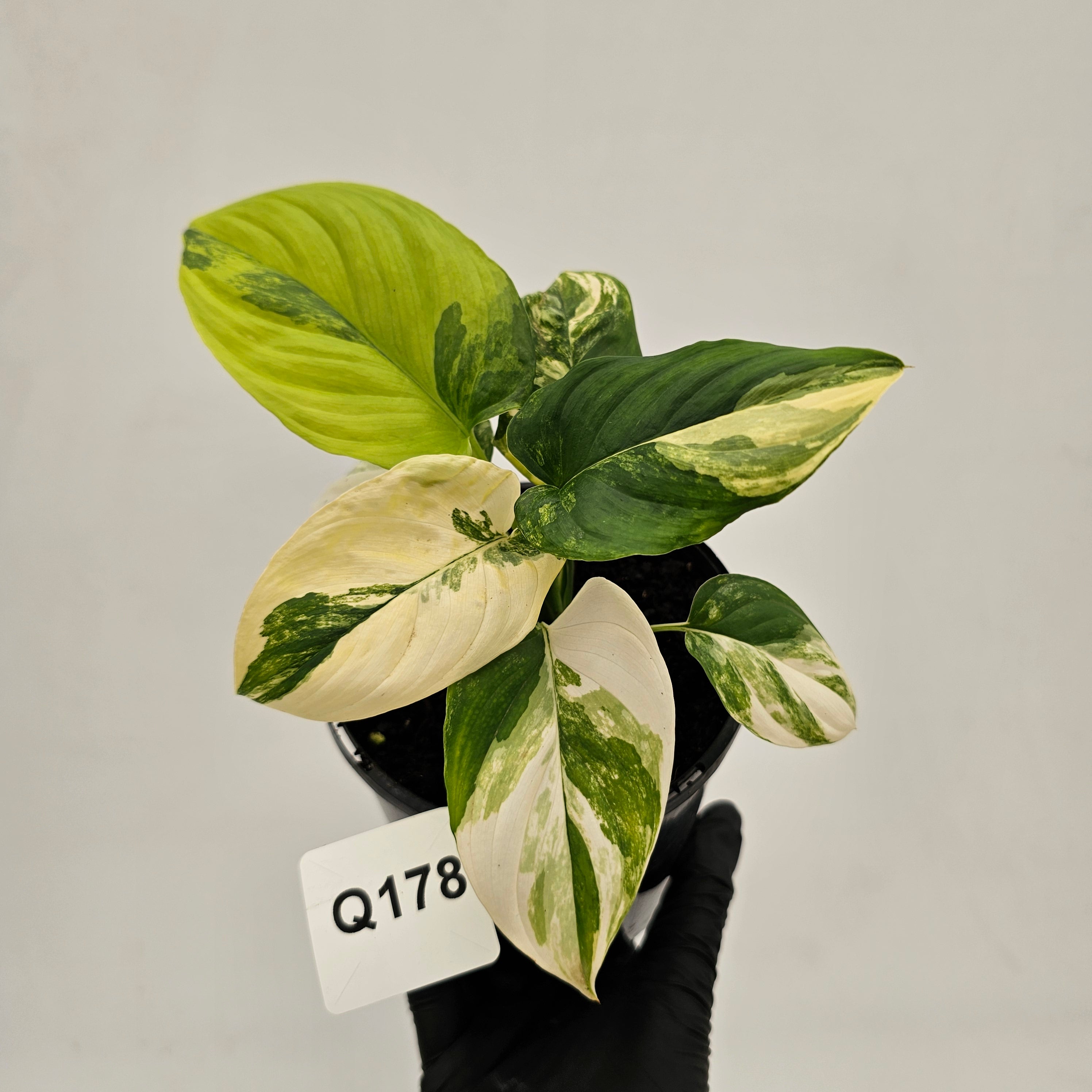 Homalomena rubescens Variegata