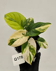 Homalomena rubescens Variegata