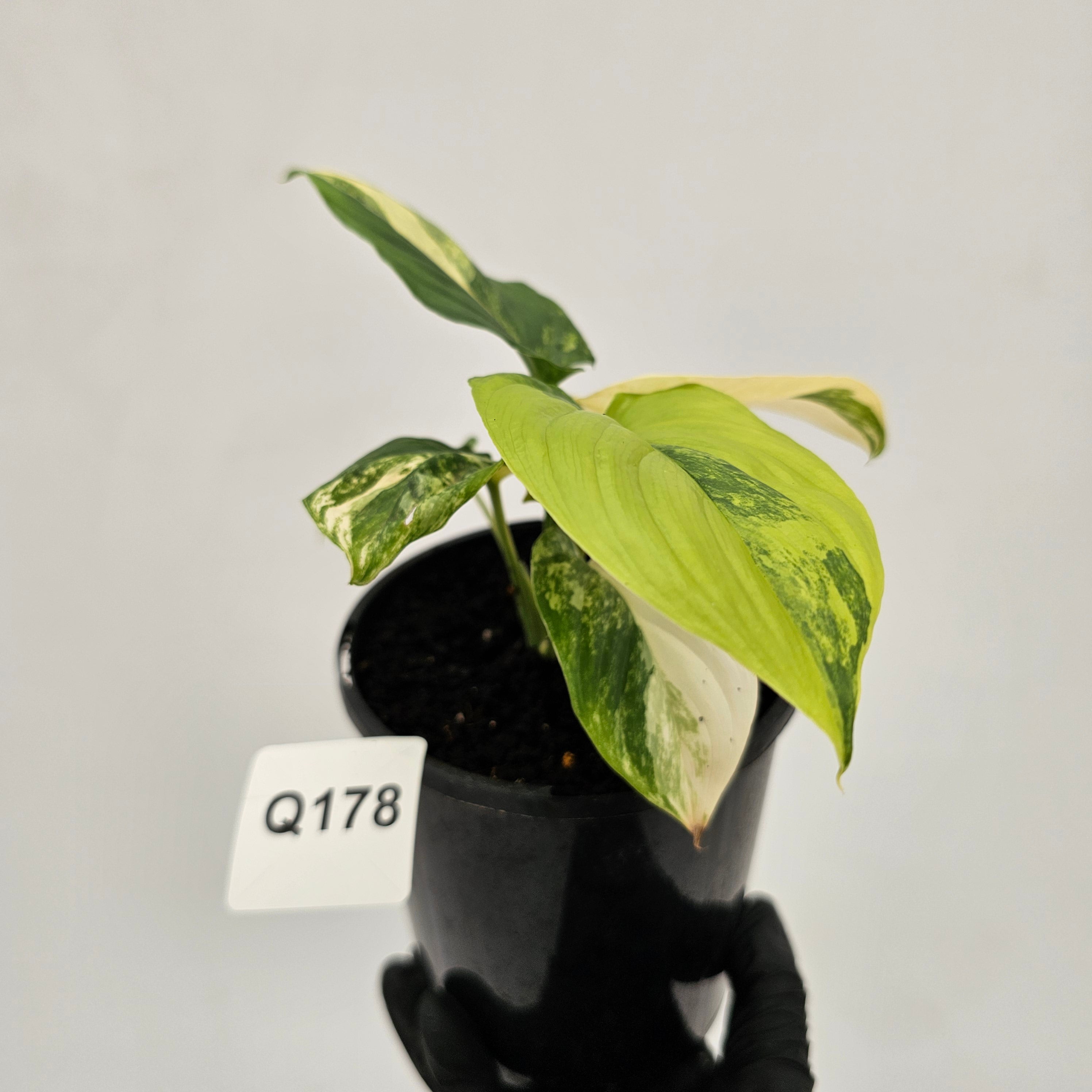 Homalomena rubescens Variegata